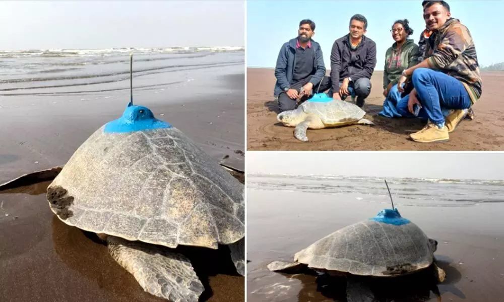 In a first, Olive Ridley Sea Turtle satellite tagged on Indias west coast