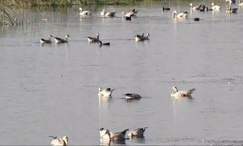 Migratory birds from Mongolia, Russia flock to lakes in Mysuru district