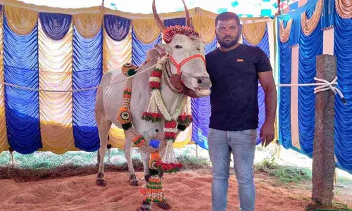 Hallikar bullock