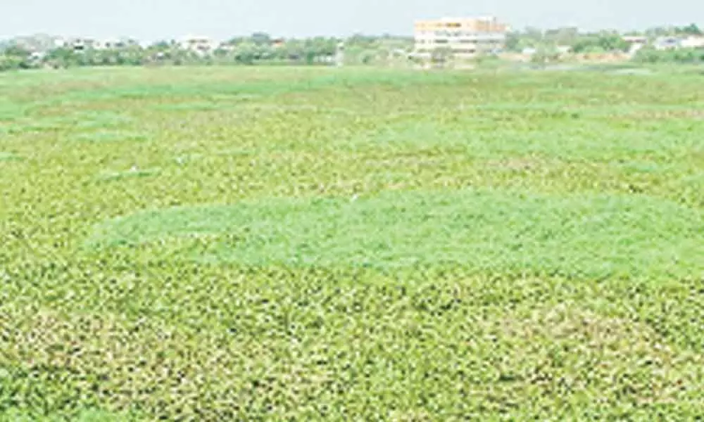 GHMC plan to weed out hyacinth from 30 lakes