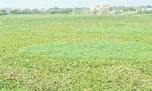 GHMC plan to weed out hyacinth from 30 lakes