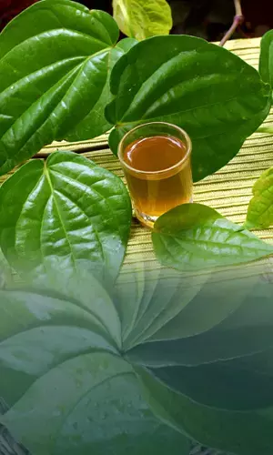 Betel Leaf: An Miraculous & Medicinal Herb