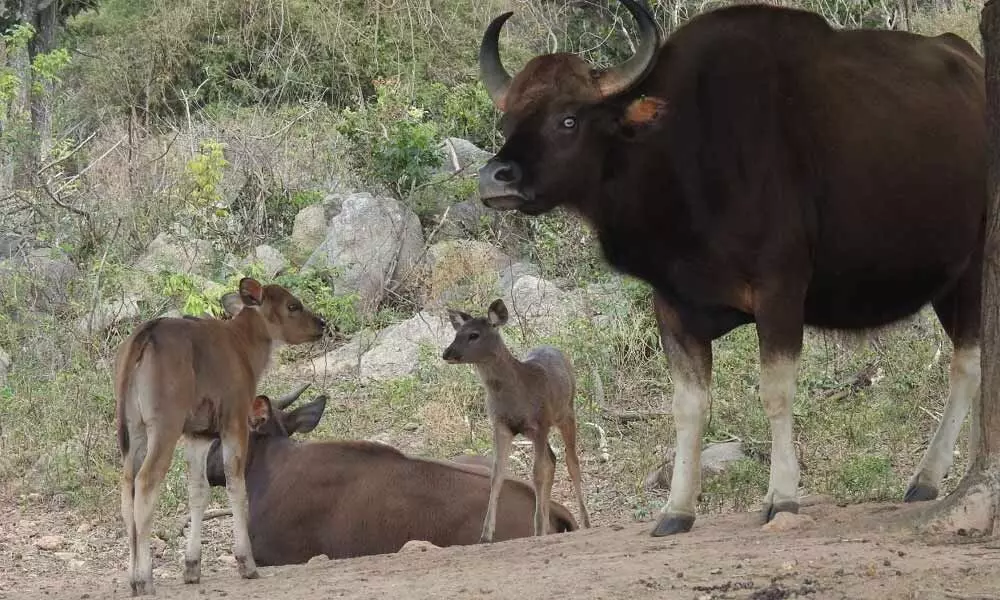 Bannerghatta welcomes birth of two Gaur calves