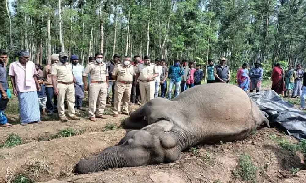Mysuru: Elephant shot dead