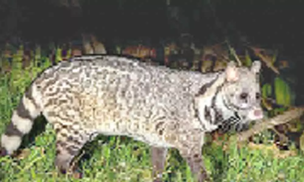 Civet cat dies after hit by vehicle on Tirumala ghat road