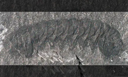 (Ortega-Hernández et al., Nature Communications, 2022)