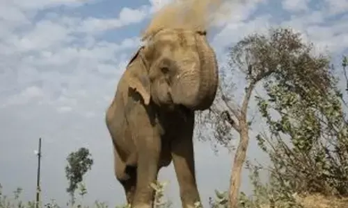 Asha, a beacon of hope for fellow rescued elephants, dies