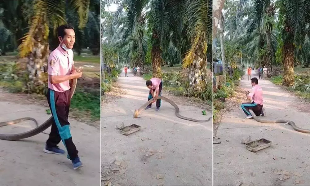 Watch The Trending Video Of A Man Rescuing King Cobra With Bare Hands