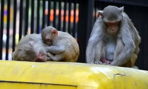 Battle for UP: Bandar bhagao, vote pao