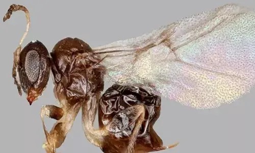 N. valhalla. (Miles Zhang/Smithsonian NMNH)