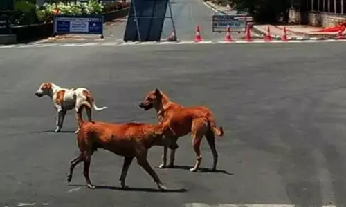 Bengaluru: Police book youth who ran his car on street dog