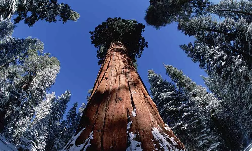 Ancient and old trees like “General Sherman,” a giant sequoia in California, can be a forest’s insurance policy for weathering environmental change.