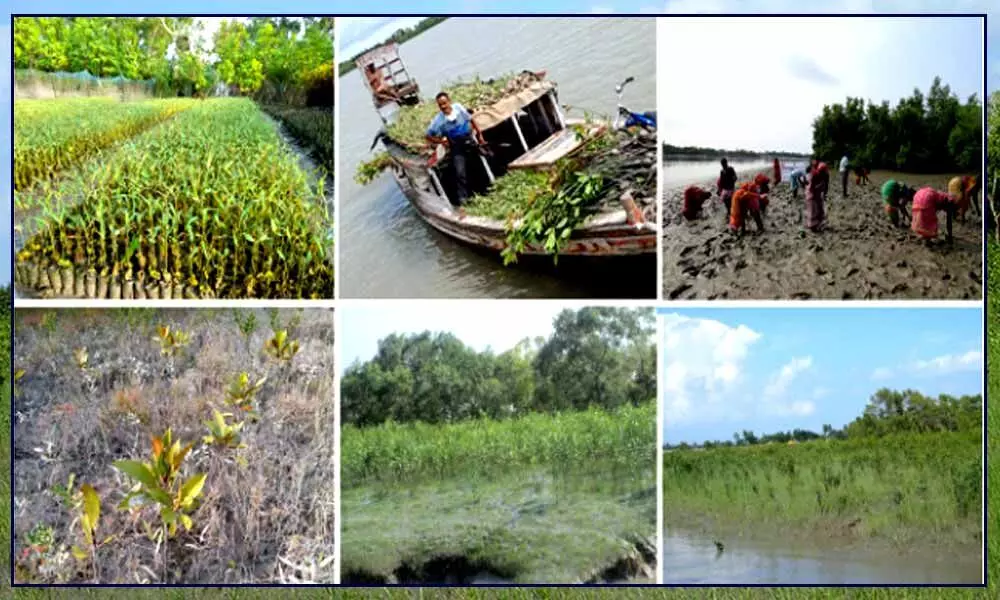 On World Wetlands Day, social organization reaffirms commitment to plant mangroves in Sundarbans