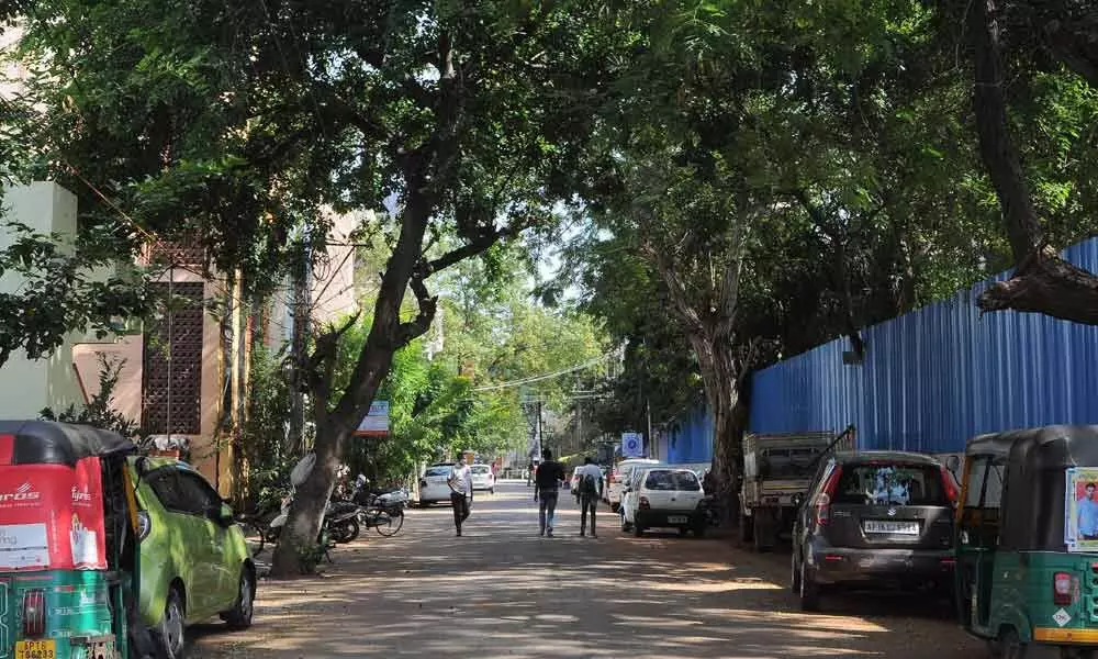Trees in Municipal Employees Colony