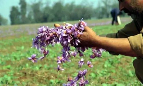 Locations identified for saffron cultivation in Arunachal, Meghalaya: Centre