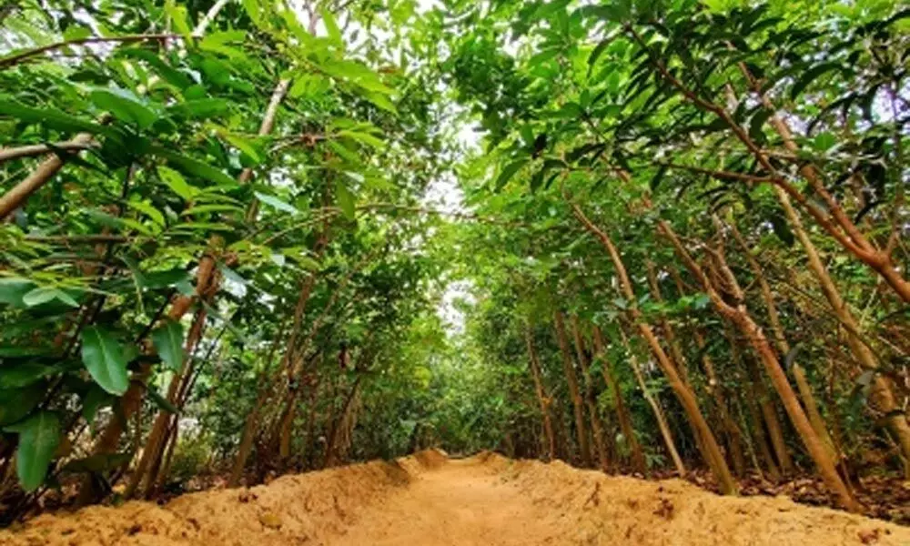 No plan to change forest cover definition at present: Govt