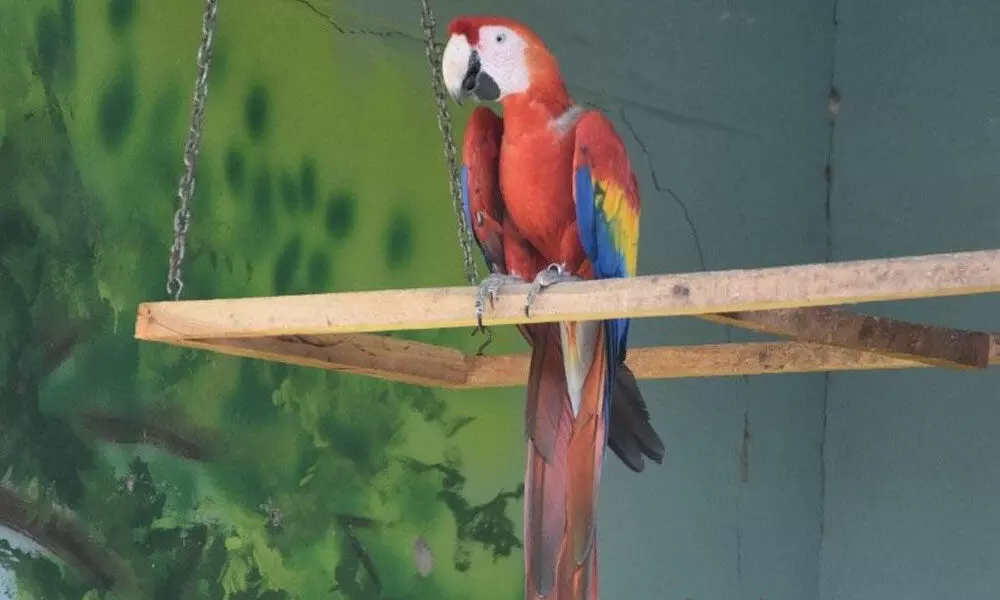 Scarlet Macaw adopted on eve of 18th Chartered Day of Rotary Club