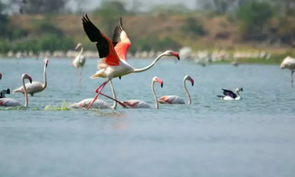 Flamingo fest unlikely this year too