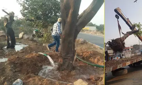 UBW finally translocates trees axed for flyover construction