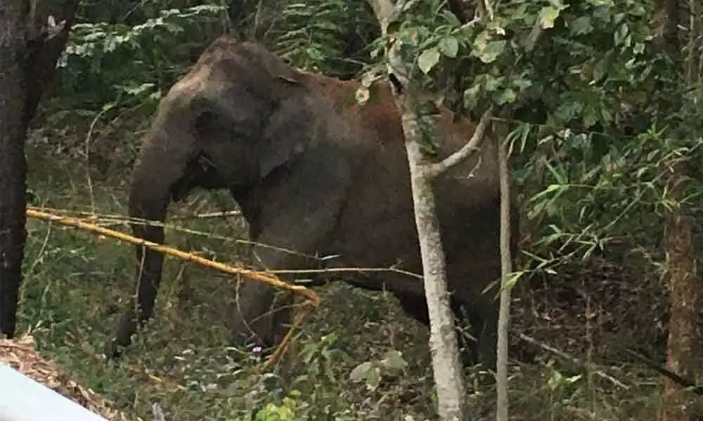 Elephant found