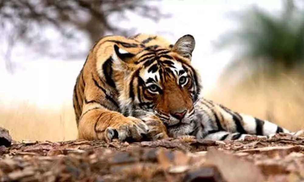 Chennai HC upholds night vehicular traffic ban in tiger reserve