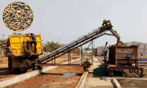 Black Soldier Fly (Inset Pic)