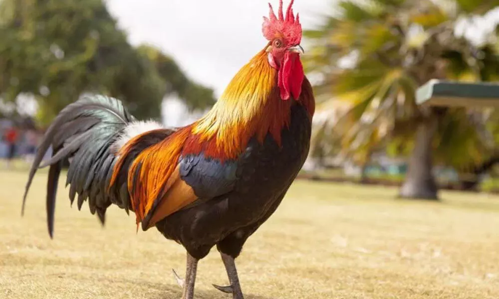 Rooster charged with bus fare in Peddapalli