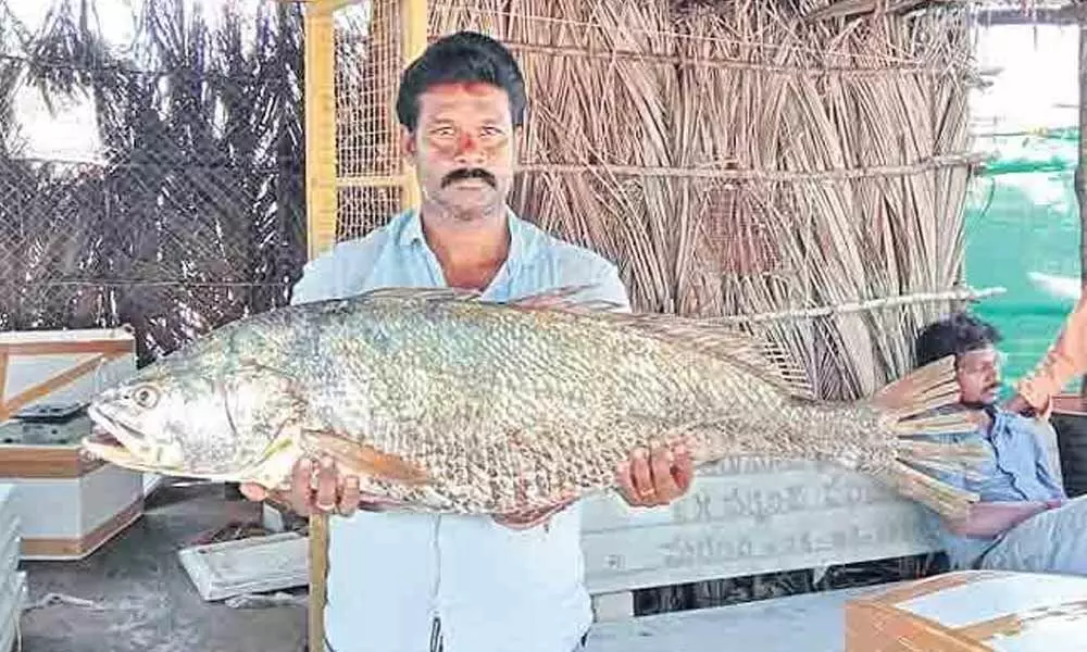 Fisherman catches giant 18 kg fish, sells it for Rs. 1.5 lakh