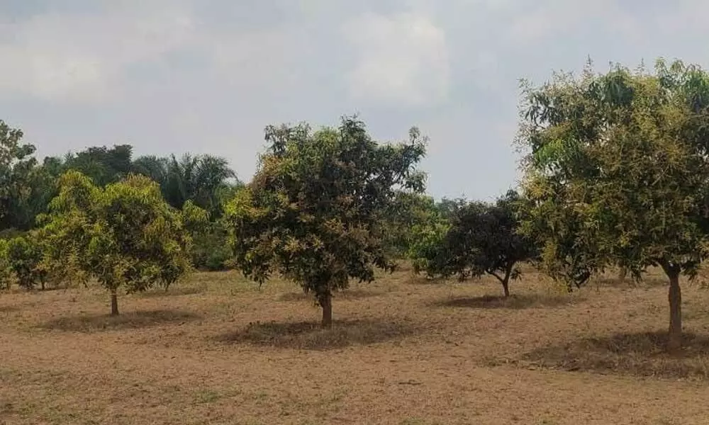 Mango trees in Rajanagaram mandal of East Godavari district
