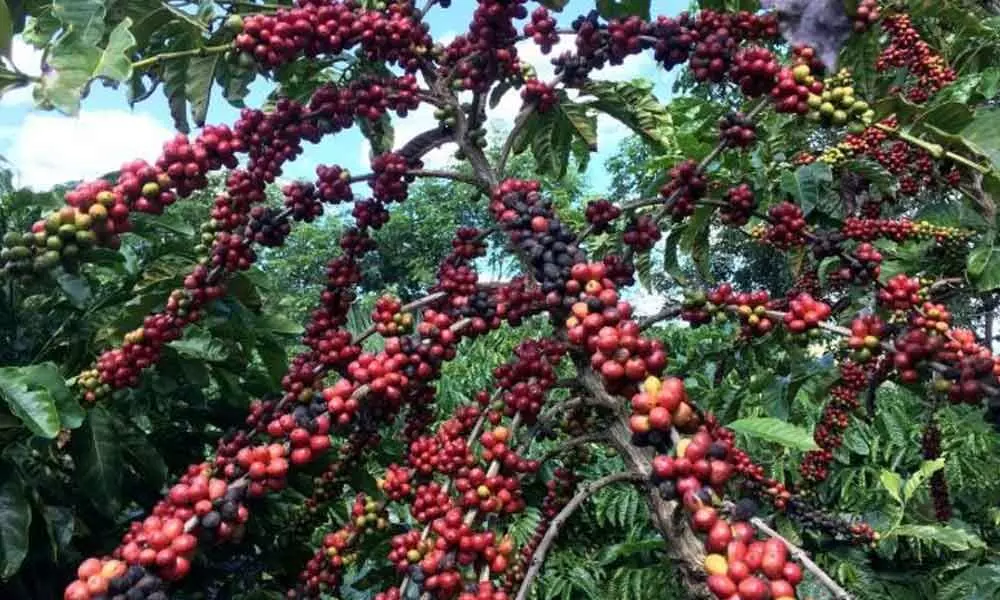 Arabica coffee price touches all-time high