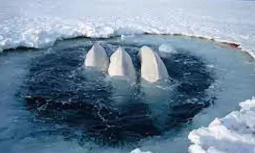 Environmental balance on thin ice