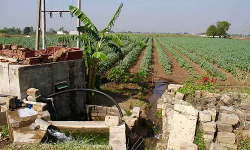 Immense need for crop diversification and role of agroforestry