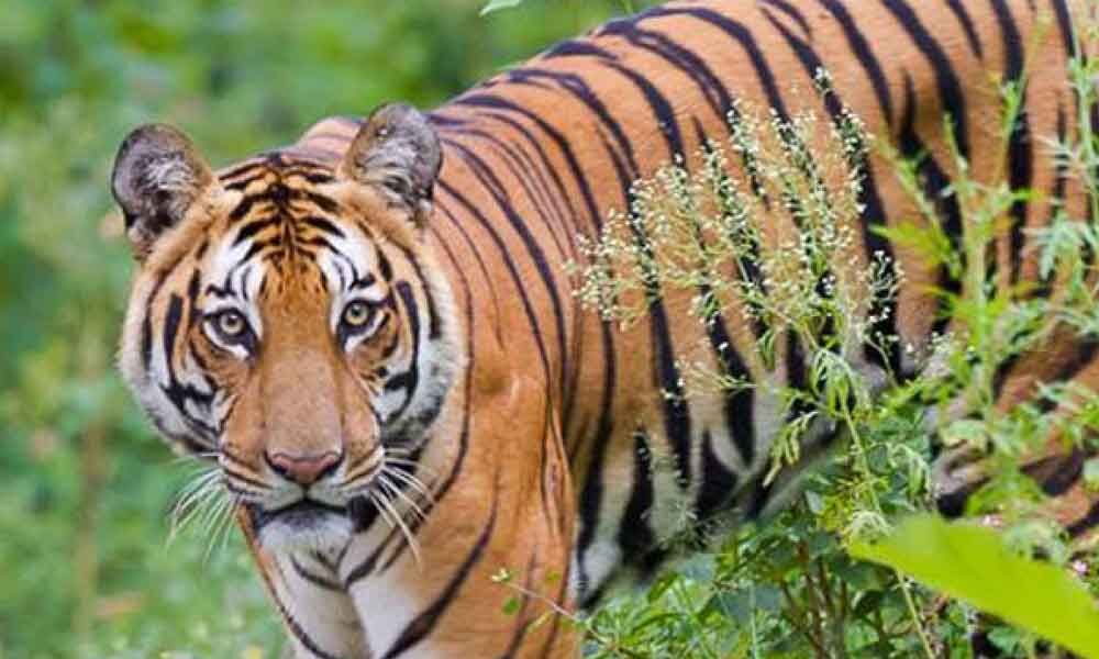 Bhadrachalam: Tiger on prowl triggers panic in Agency areas