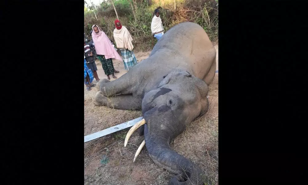 19-year-old jumbo dies due to electrocution