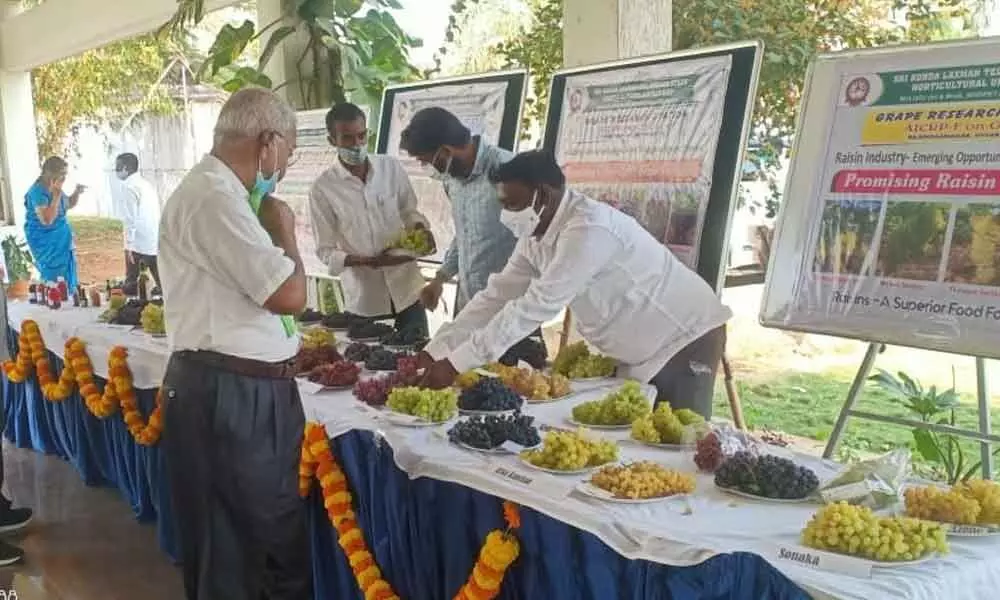 Hyderabad: Horti varsity holds brainstorming session on area expansion of grapes