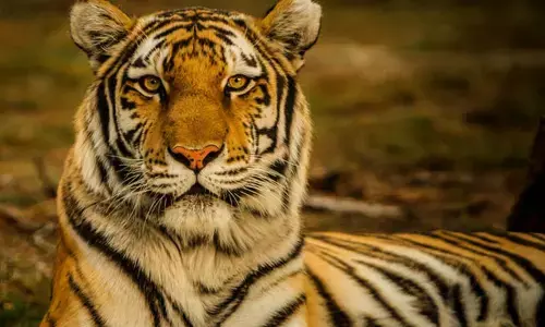 Killing of cow by tiger triggers panic in villages