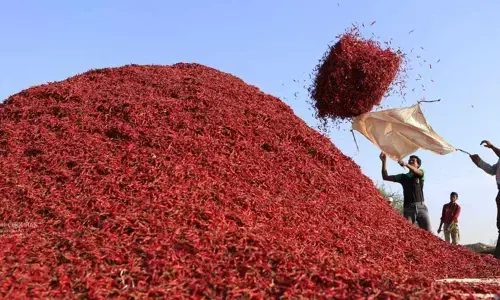Desi chilli sold at Rs 55, 551 per quintal in Warangal