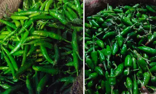 Sannalu variety of chillies; Bullet chillies