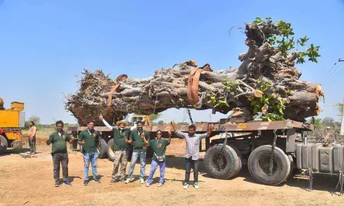 MP J Santosh Kumar comes to rescue of 100-year-old Banyan tree