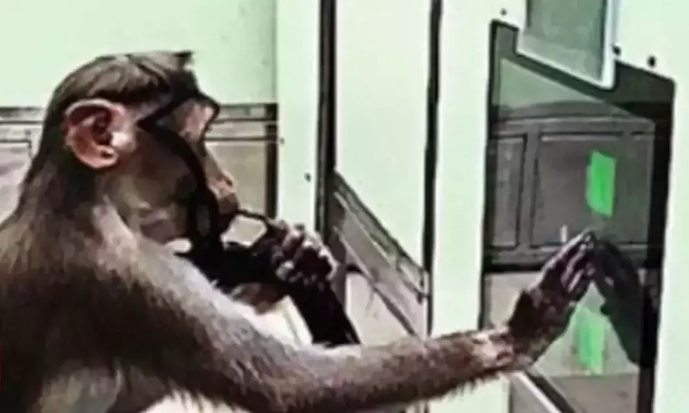IISc In Bengaluru Found New Ways To Teach Monkeys