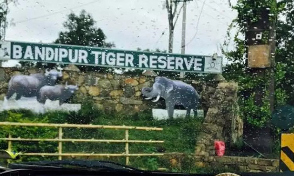 Bandipur Tiger Reserve headless for two months