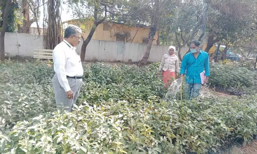 Upbeat Jalpally municipality gears up again to propagate nurseries