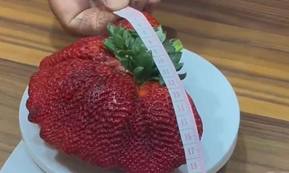 Strawberry guinness world 2025 record