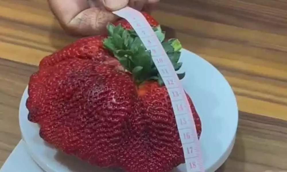 The Heaviest Strawberry In The World Has Set New Guinness World Record