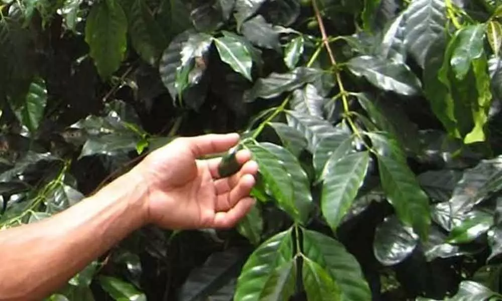 Mysuru: CFTRI ready to sell coffee leaf beverage technology