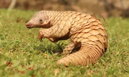 World Pangolin Day