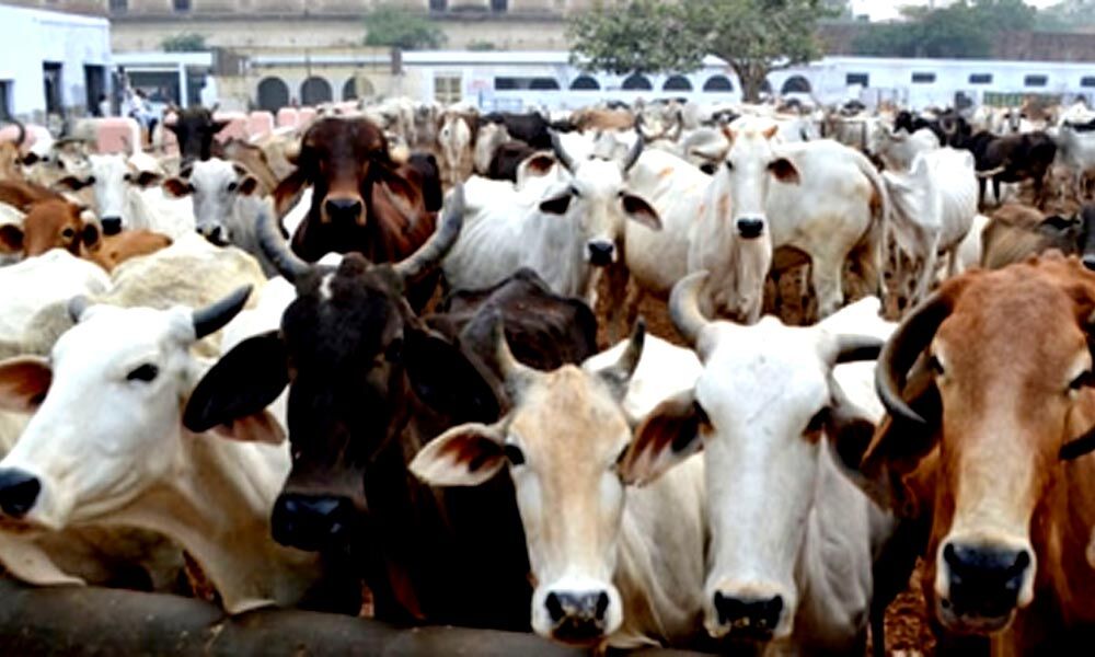 ED Arrests Enamul Haque In Cross-border Cattle Smuggling Case