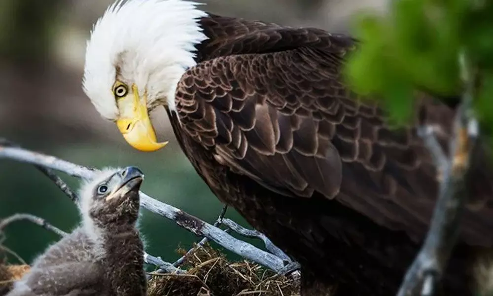 Study Found Lead Poisoning In US Bald Eagles