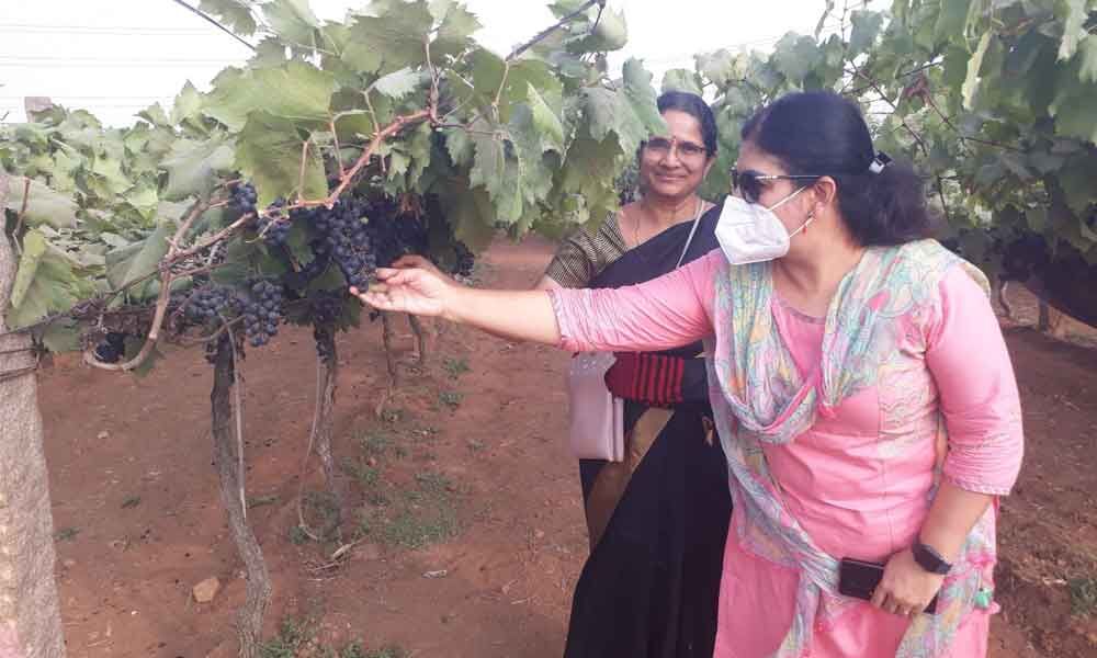 Hyderabad Grape festival back in city after a gap of 2 years