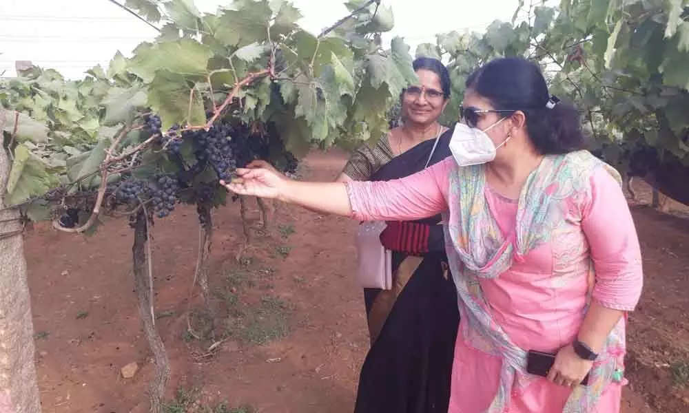 Hyderabad: Grape festival back in city after a gap of 2 years